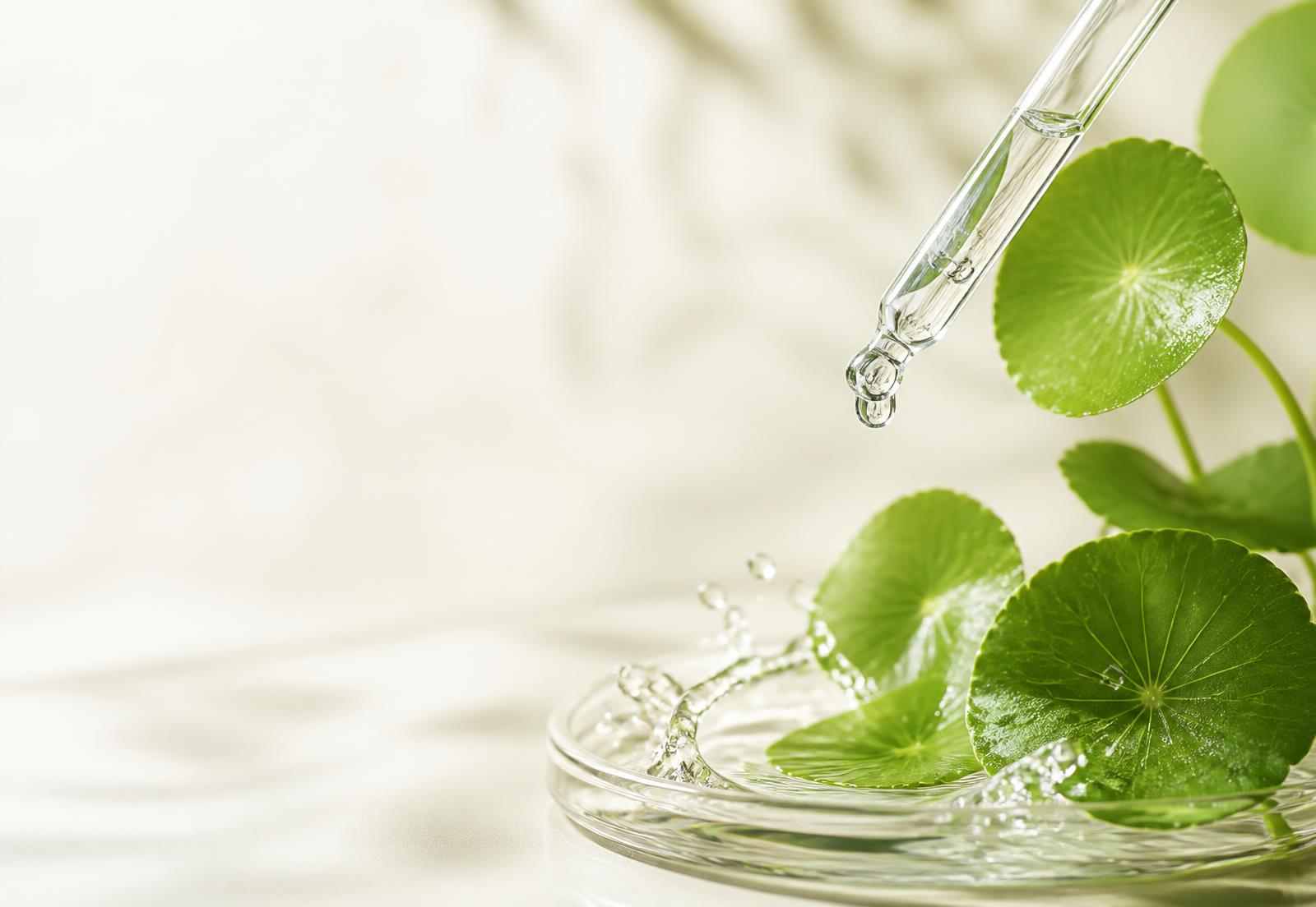 Pipette mit klarem Serum über Centella-asiatica-Blättern